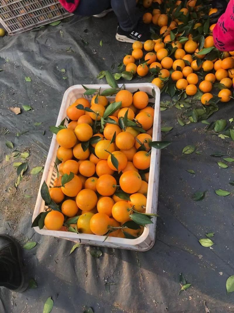 湖南麻阳冰糖橙，口感纯甜，量大从优，可以接受一件代发，整