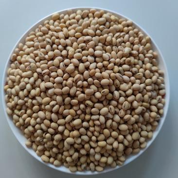 扬州市高邮优质黄豆，量大重优，全国发货，可视频看货的，