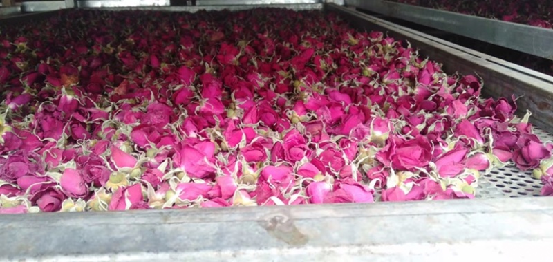 玫瑰花