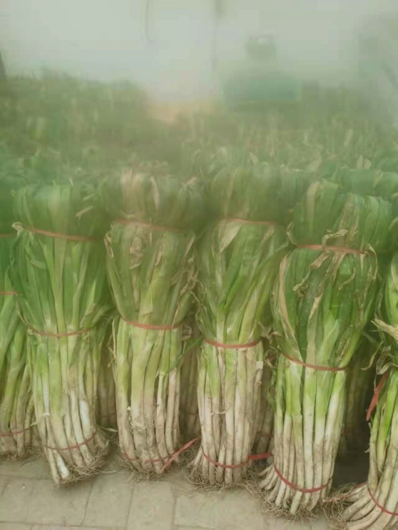 大葱，杆白叶绿，味道浓郁，毛葱，加工净的