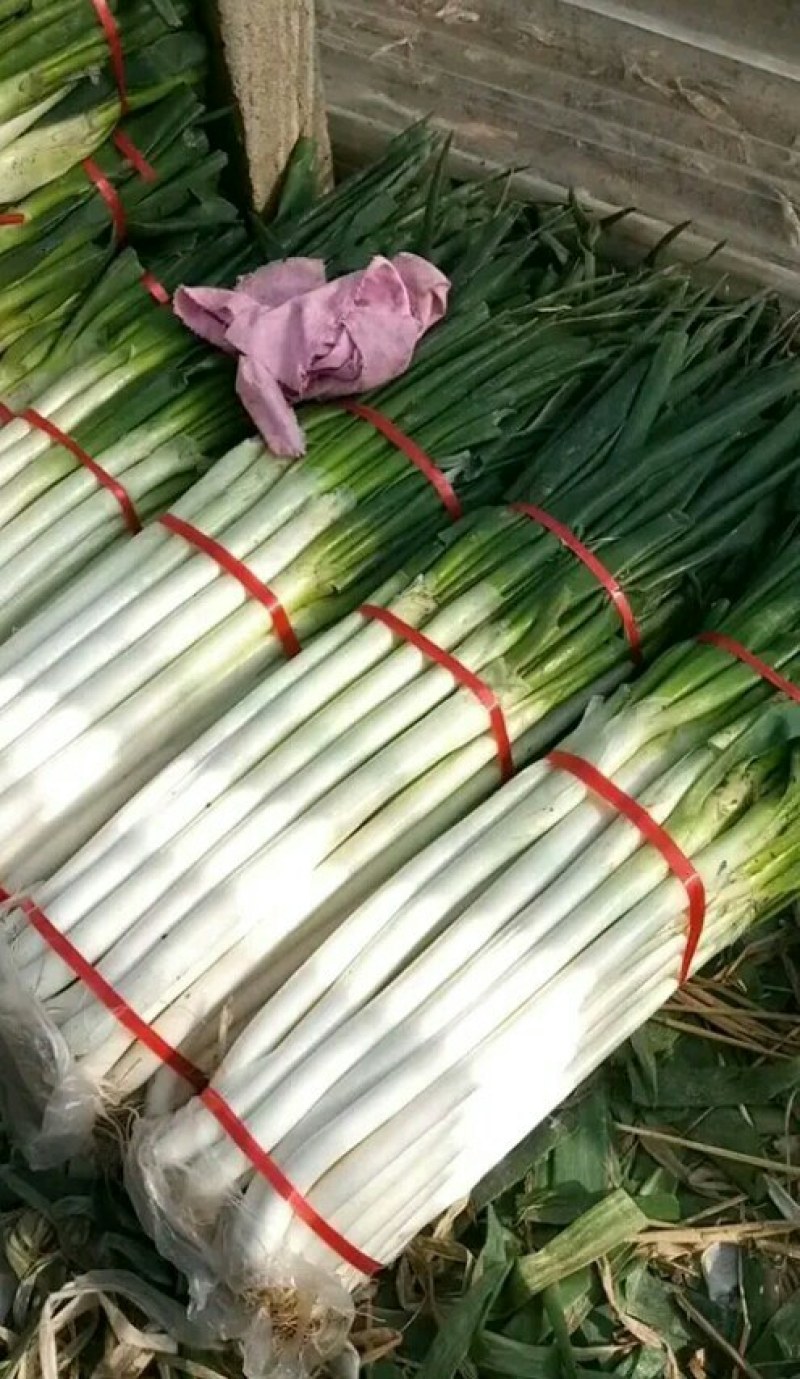 大葱，杆白叶绿，味道浓郁，毛葱，加工净的