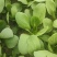 安徽太和县蔬菜基地小油菜上海青电商用菜专供