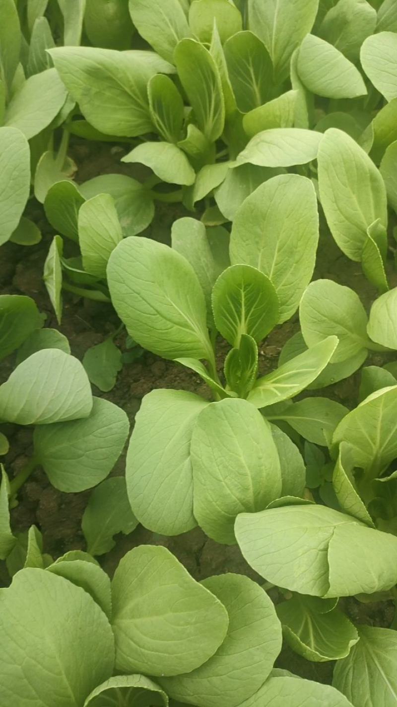 安徽太和县蔬菜基地小油菜上海青电商用菜专供