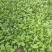 安徽太和县蔬菜基地小油菜上海青电商用菜专供
