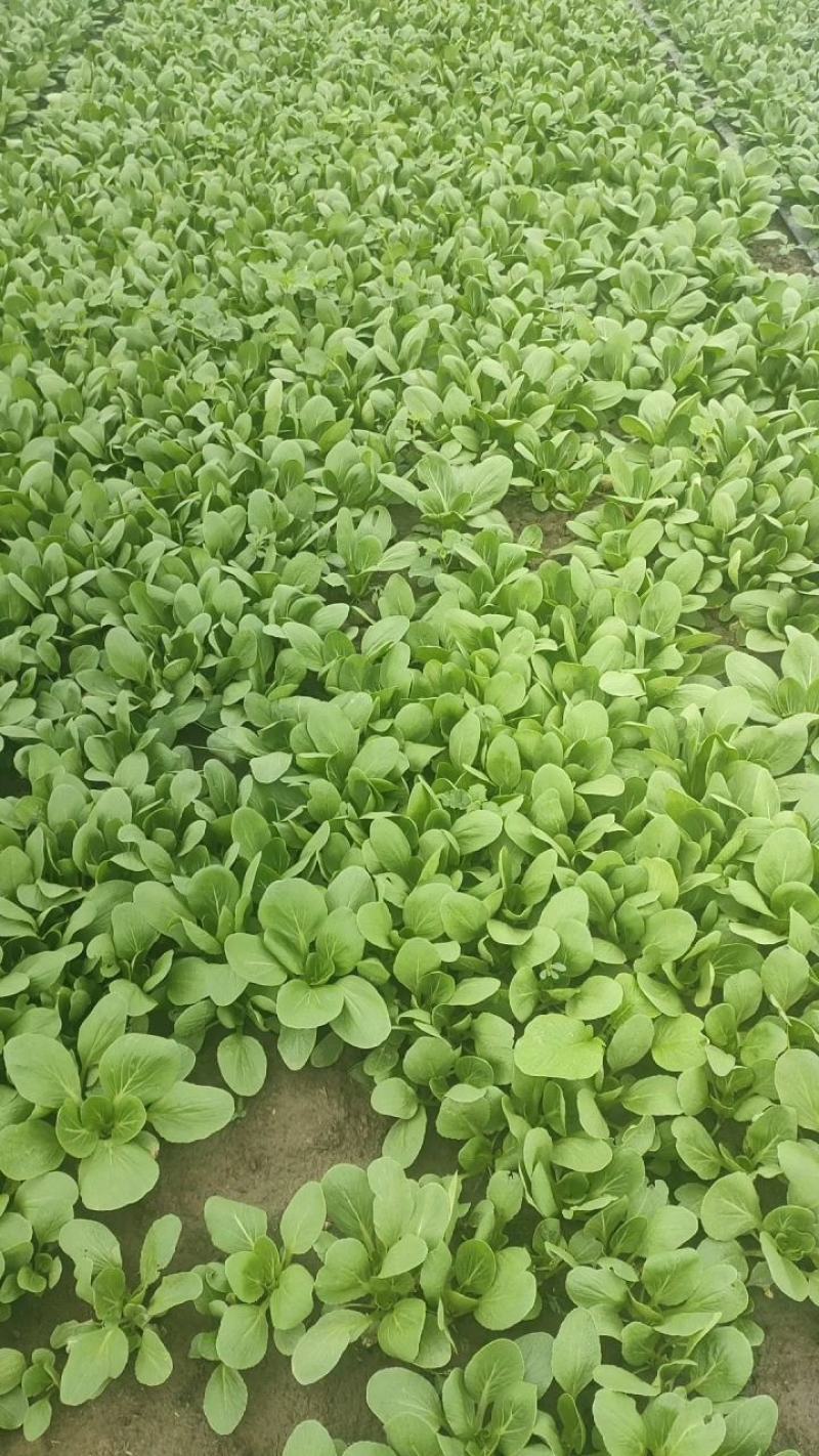 安徽太和县蔬菜基地小油菜上海青电商用菜专供