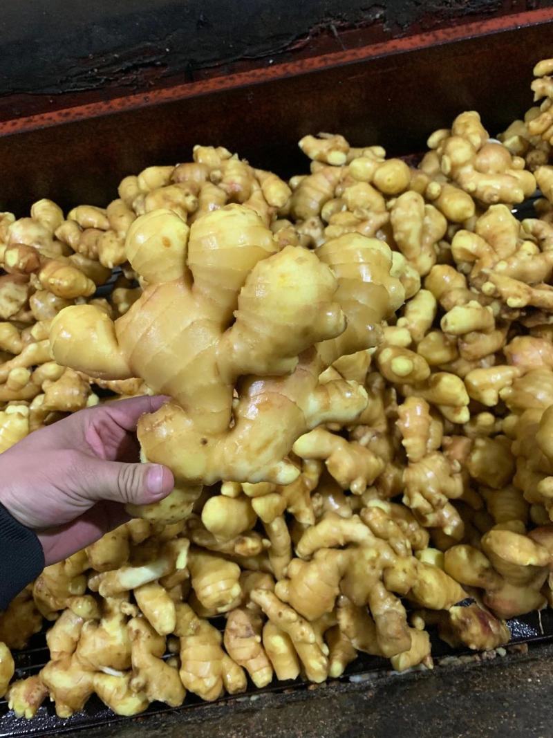 生姜大黄姜小黄姜山东大姜姜厂直发水洗窖藏规格全