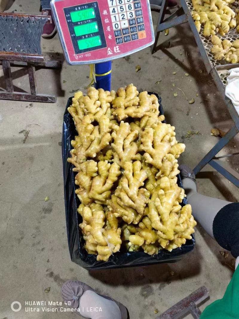 生姜大黄姜小黄姜山东大姜姜厂直发水洗窖藏规格全