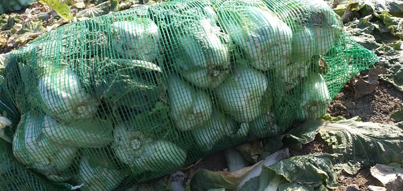 娃娃菜，小娃娃菜毛菜净菜都有，宜城娃娃菜，专业娃娃菜
