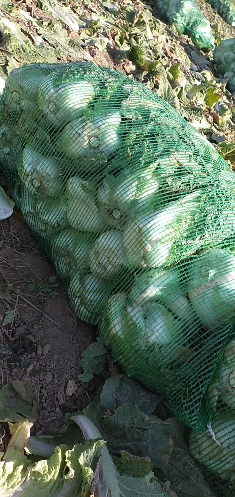 娃娃菜，小娃娃菜毛菜净菜都有，宜城娃娃菜，专业娃娃菜