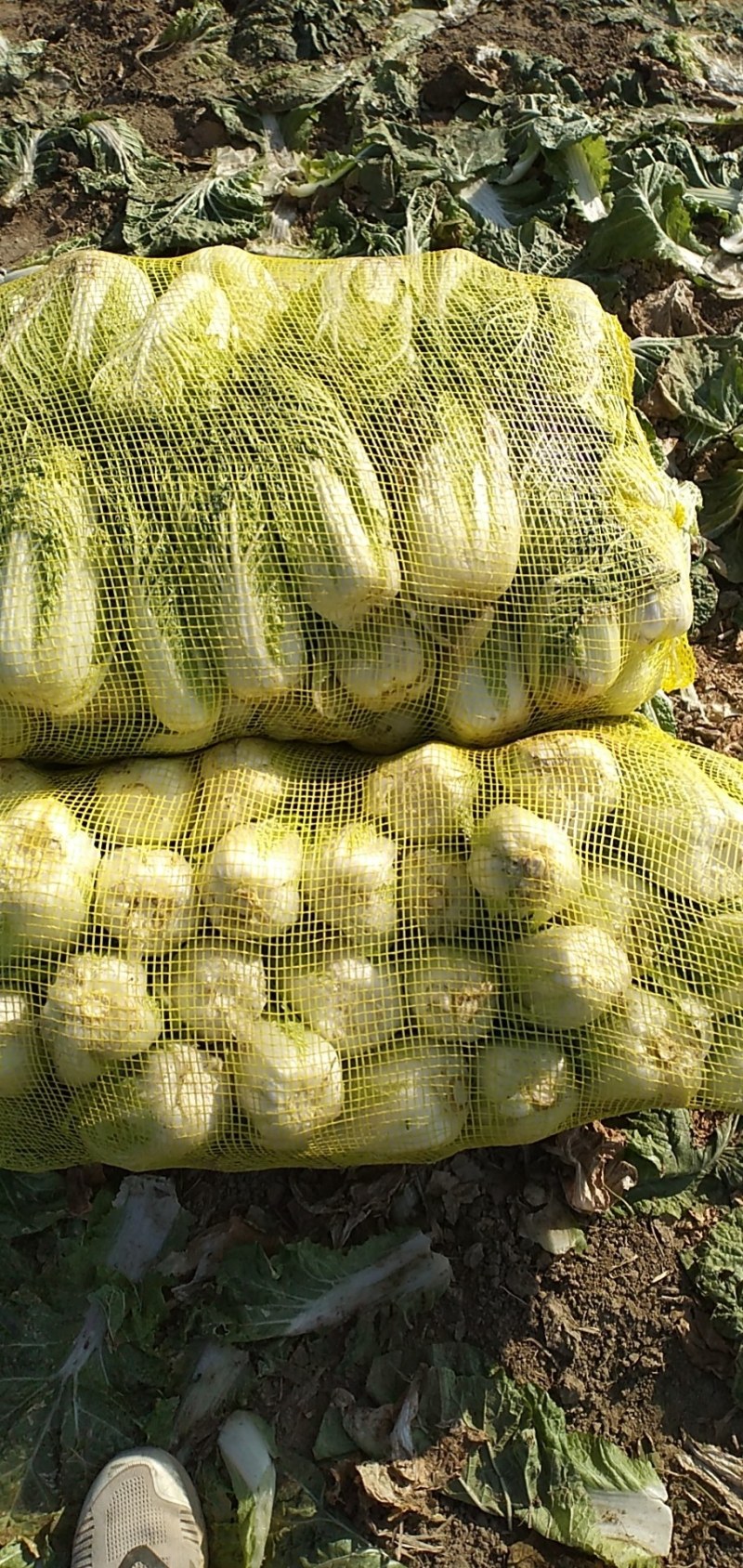 娃娃菜，小娃娃菜毛菜净菜都有，宜城娃娃菜，专业娃娃菜