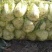 娃娃菜，小娃娃菜毛菜净菜都有，宜城娃娃菜，专业娃娃菜