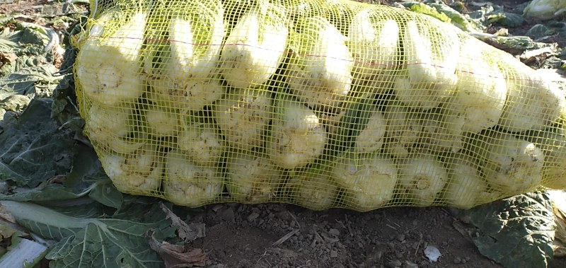 娃娃菜，小娃娃菜毛菜净菜都有，宜城娃娃菜，专业娃娃菜