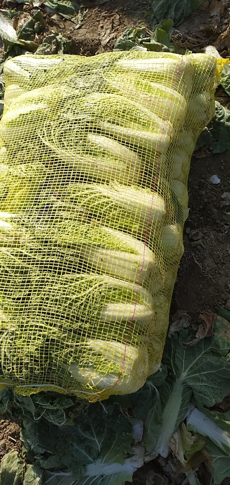 娃娃菜，小娃娃菜毛菜净菜都有，宜城娃娃菜，专业娃娃菜