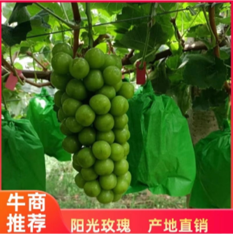 陕西阳光玫瑰葡萄高山货糖度高硬度好