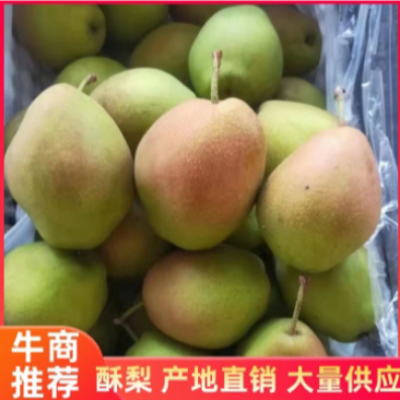 【香梨产地】红香酥梨大量上市，皮薄，肉多，核小