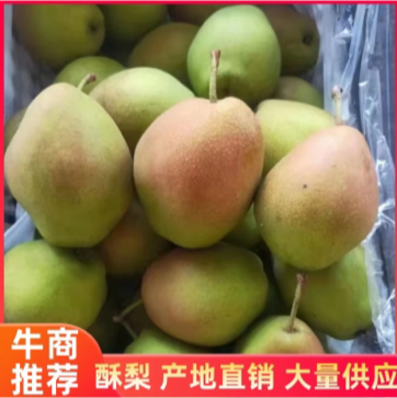 【香梨产地】红香酥梨大量上市，皮薄，肉多，核小