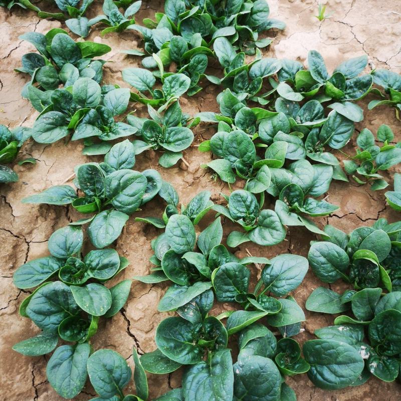 越冬爬地菠菜,大量出货质量保证,供货量大手工干净
