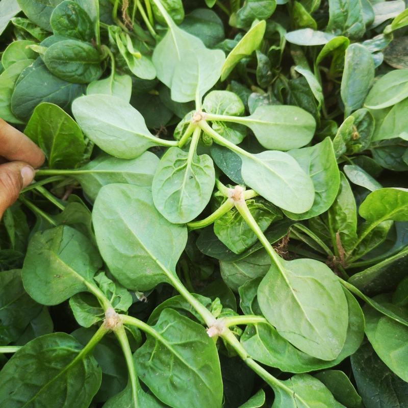 越冬爬地菠菜,大量出货质量保证,供货量大手工干净