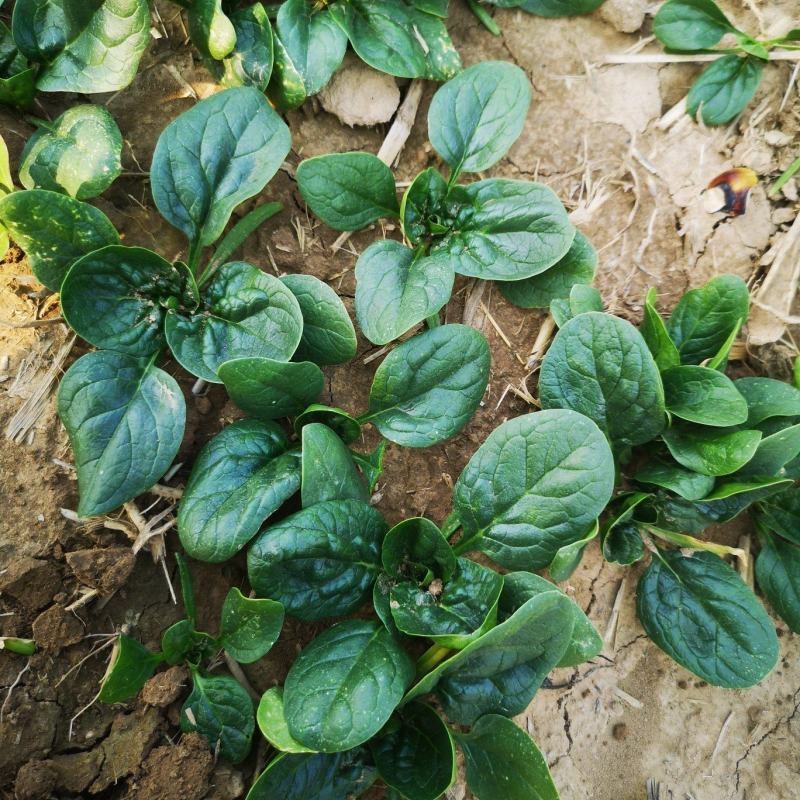 越冬爬地菠菜,大量出货质量保证,供货量大手工干净
