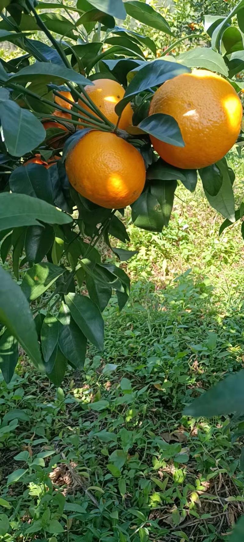 【推荐】广西精品沃柑量大从优全国代发欢迎来电咨询