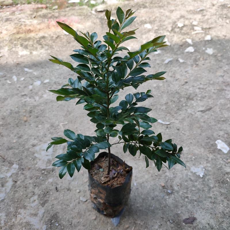 紫檀黑檀黑骨茶室内盆栽树种庭院景观造型绿植