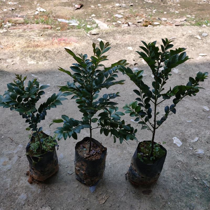 紫檀黑檀黑骨茶室内盆栽树种庭院景观造型绿植