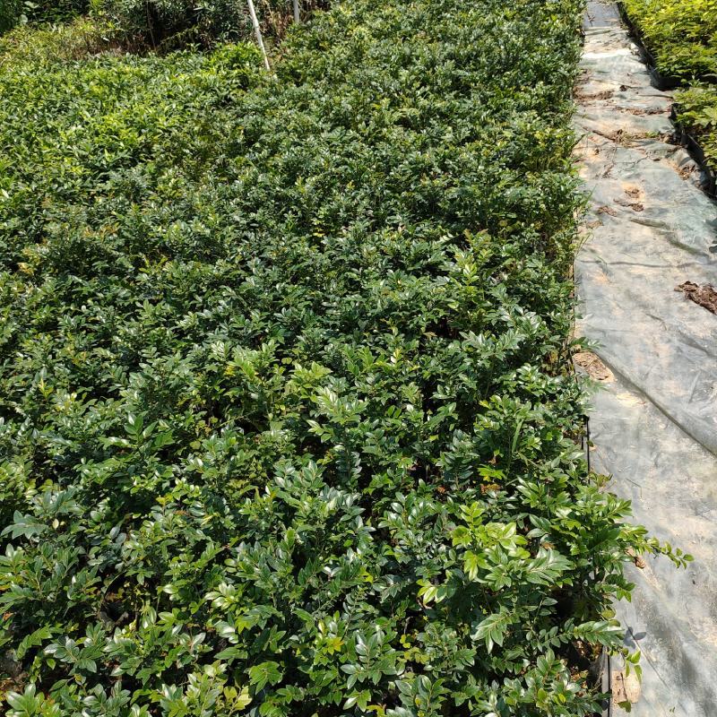 紫檀黑檀黑骨茶室内盆栽树种庭院景观造型绿植