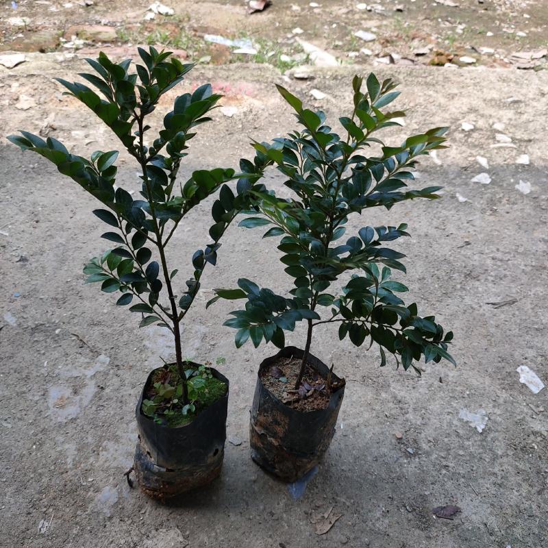 紫檀黑檀黑骨茶室内盆栽树种庭院景观造型绿植