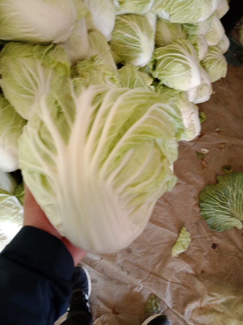 夏阳白菜全天现货供应，发市场二毛菜，净菜都有