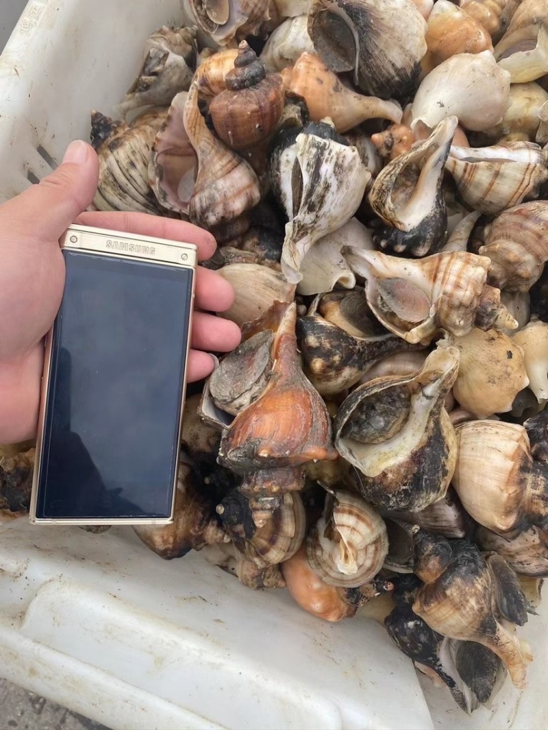 深海海螺