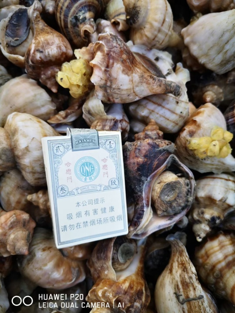 深海海螺