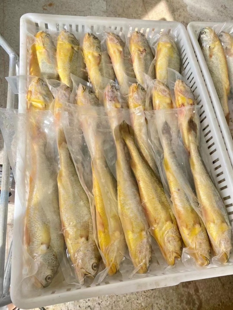 一条1斤左右渤海湾大黄花鱼。