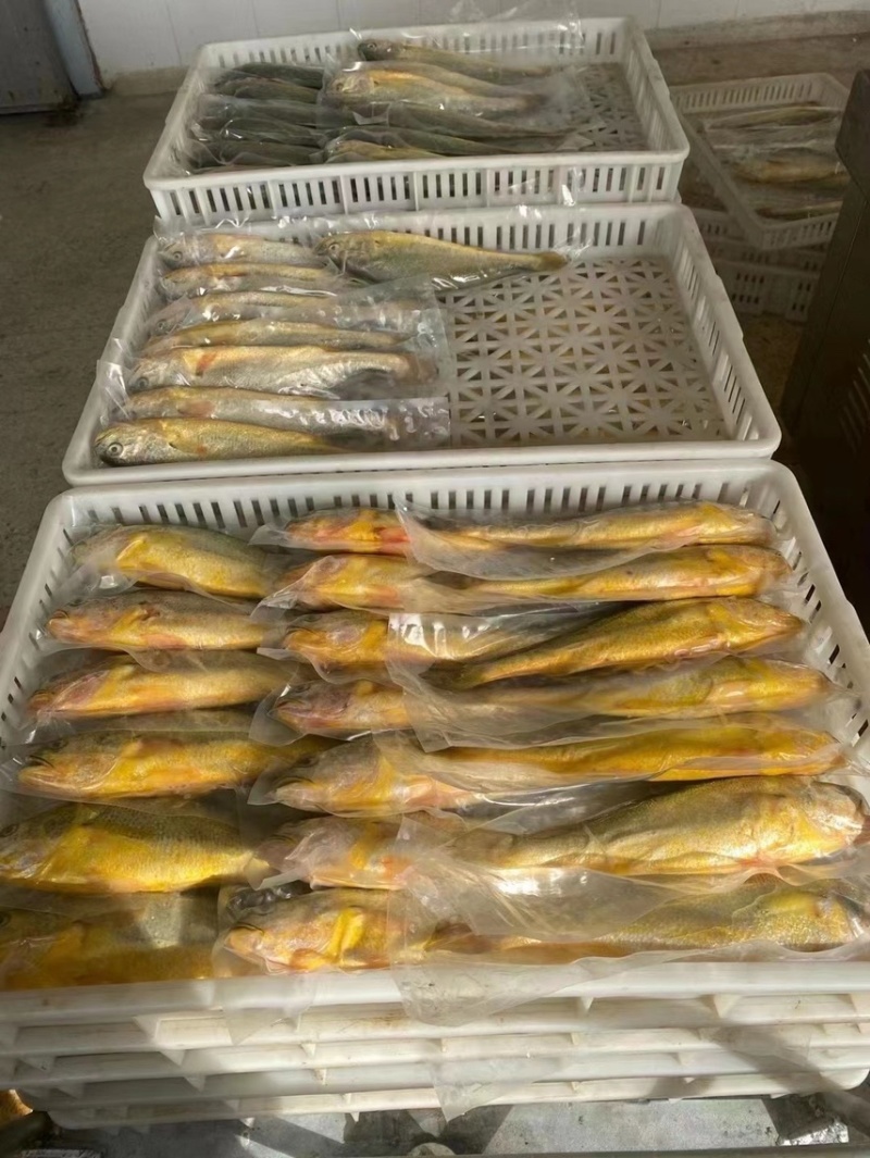 一条1斤左右渤海湾大黄花鱼。