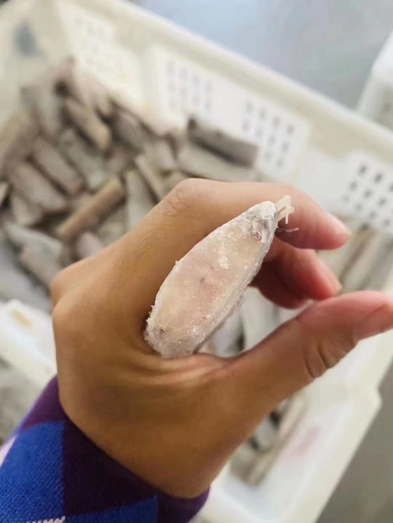 精品刀鱼段