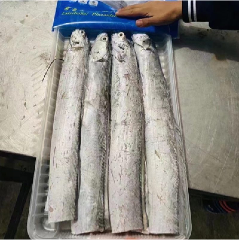 精品渤海湾大刀鱼段