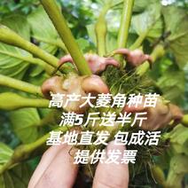 高产大菱角种子菱角苗红菱角种子四季水生植物青菱角苗种植