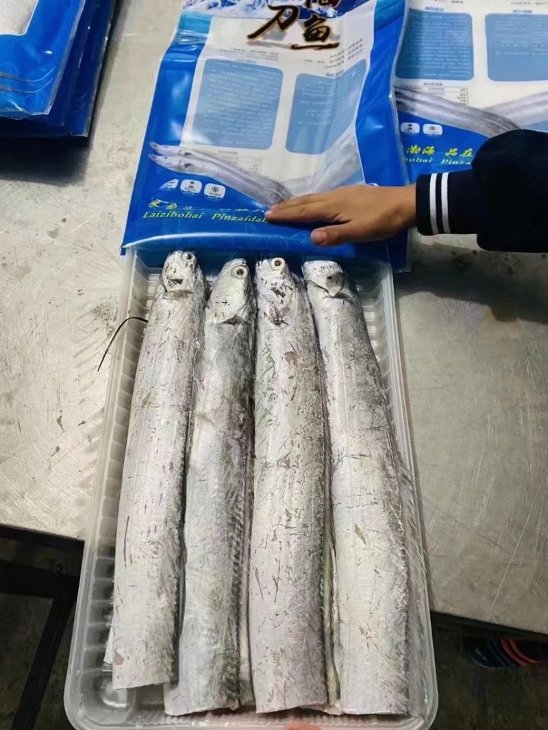 精品渤海湾大刀鱼段