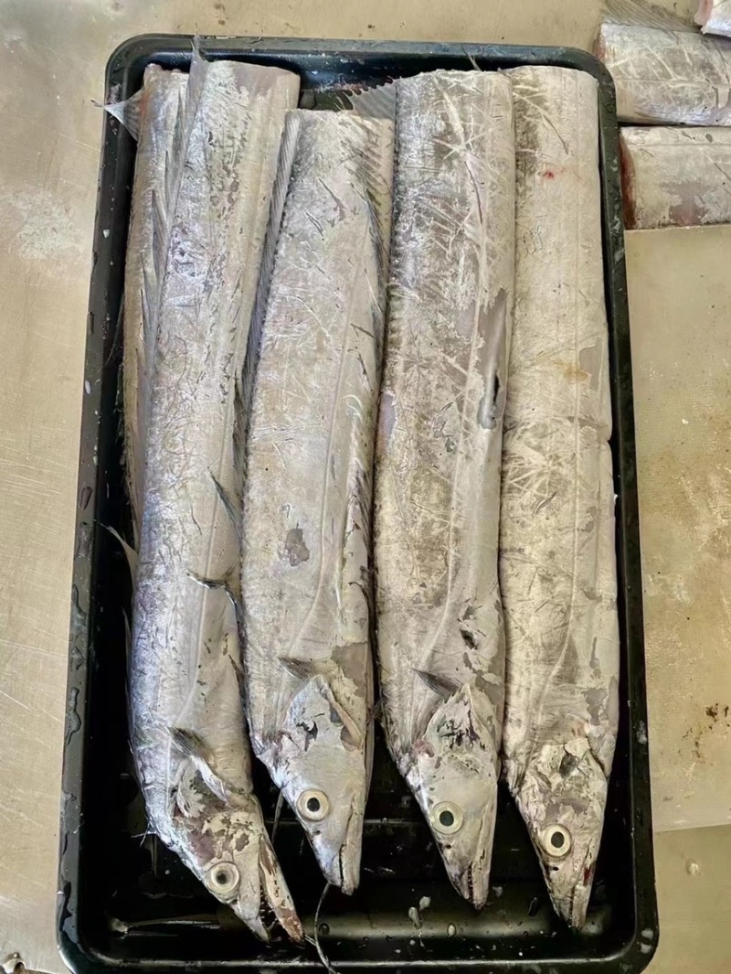 精品渤海湾大刀鱼段