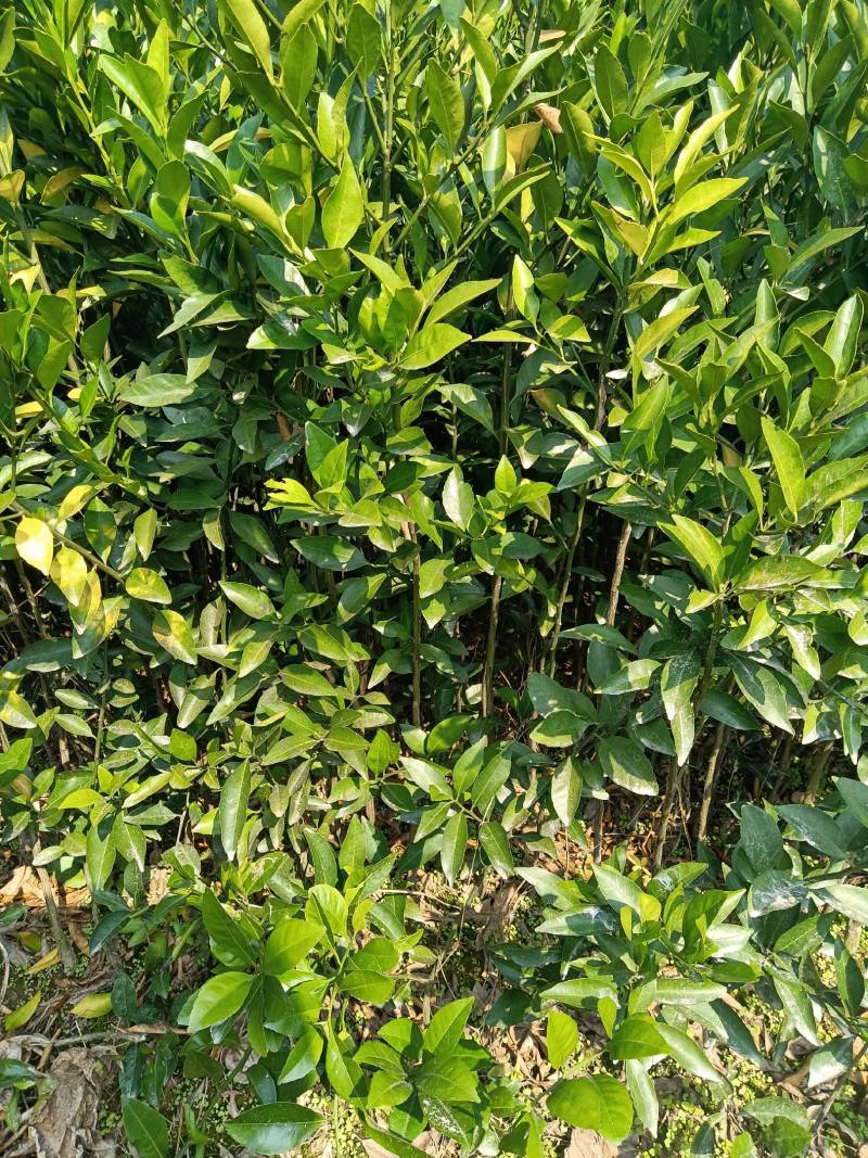 南丰蜜桔苗，果子虽不大，但味甜皮薄，无渣，口感超好
