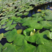 高产大菱角种子菱角苗红菱角种子四季水生植物青菱角苗种植