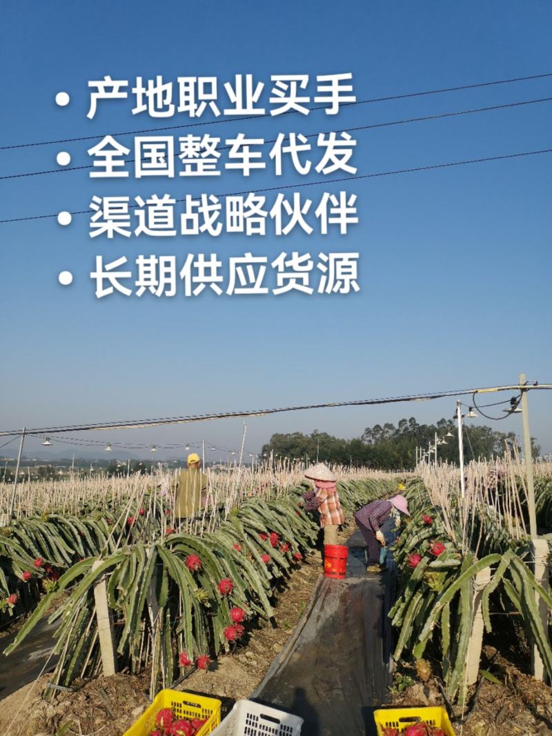 红心火龙果广西规格果供应实力代办全国整车代发
