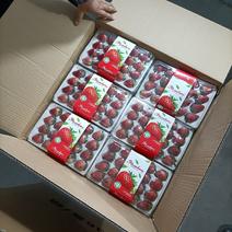 红颜草莓大量上市，欢迎广大客户前来选购！