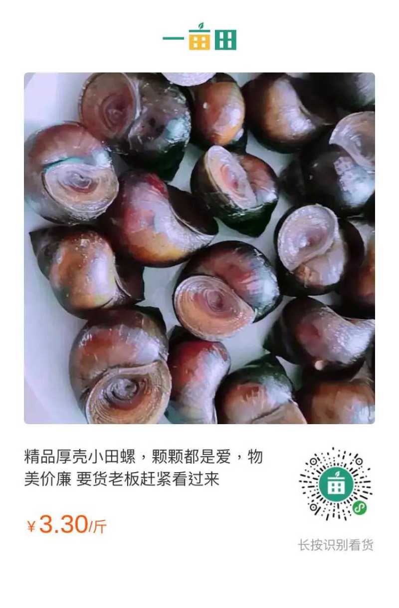 优质鲜活田螺厚壳无青苔水产基地直发量大价优欢迎选购