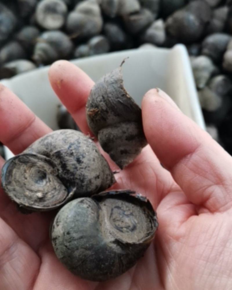 优质鲜活田螺厚壳无青苔水产基地直发量大价优欢迎选购