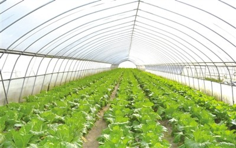 蔬菜大棚圆管骨架定做厂家生产规格齐全支持定制