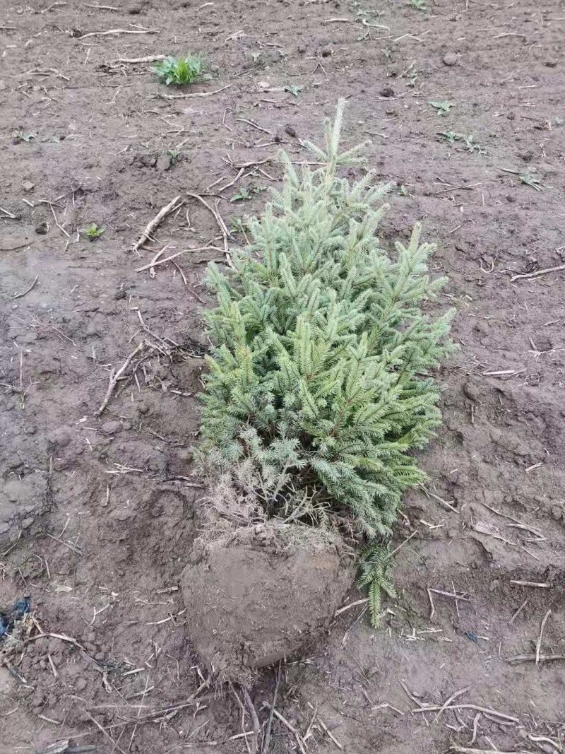 云杉杯苗各种规格云杉苗手续齐全货量充足需要的老板来电详