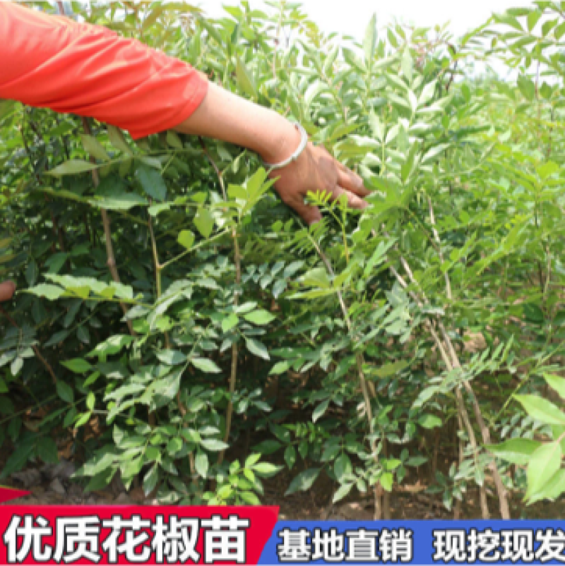 花椒苗大红袍花椒无刺花椒苗基地直销全国可发