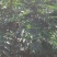 花椒苗大红袍花椒无刺花椒苗基地直销全国可发