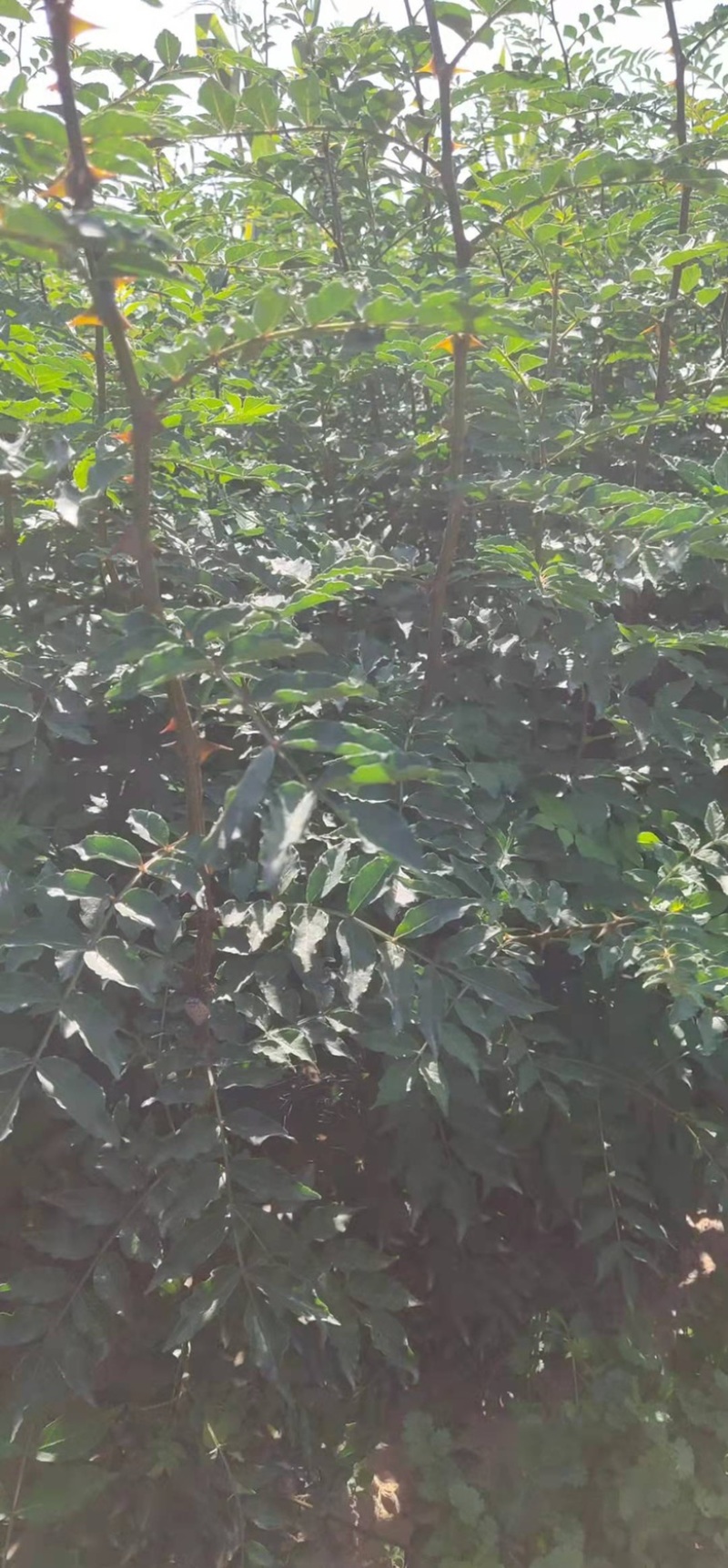 花椒苗大红袍花椒无刺花椒苗基地直销全国可发