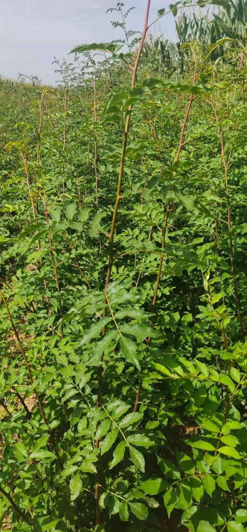 花椒苗大红袍花椒无刺花椒苗基地直销全国可发